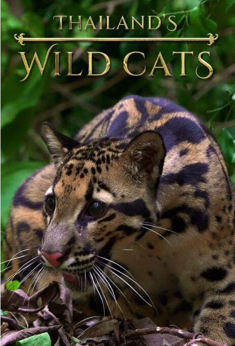 泰国野生猫科(全集)