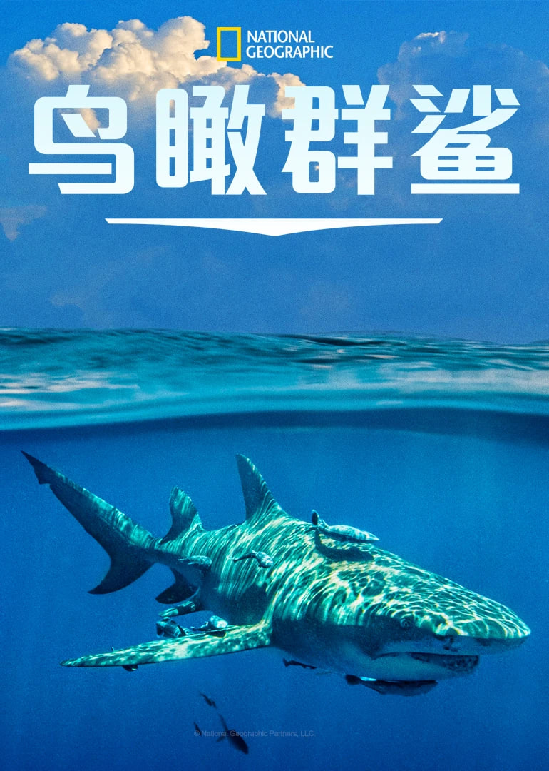 鸟瞰群鲨(全集)