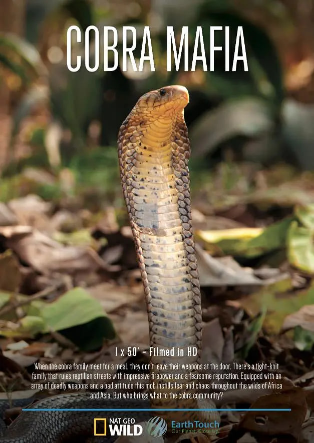 眼镜蛇黑手党(全集)