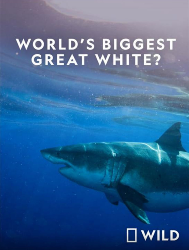 世界最大的公牛鲨(全集)