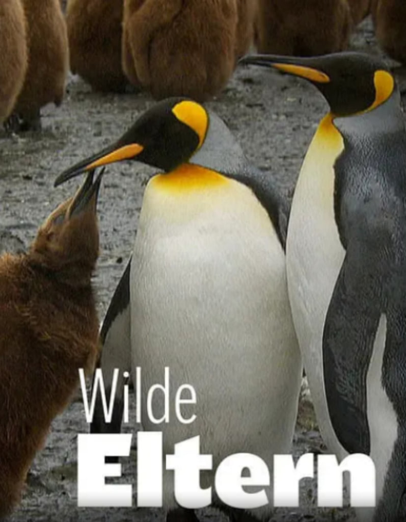 大自然中的父母之爱 第一季(全集)